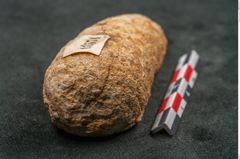 Foto (Seitenansicht) von Plantae indet.  (NHMW-GEO-2024-0188-11574)